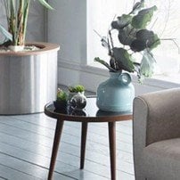 Evinizi Canlandırın: Popüler Sukulent Çeşitleri ve Bakım Rehberi